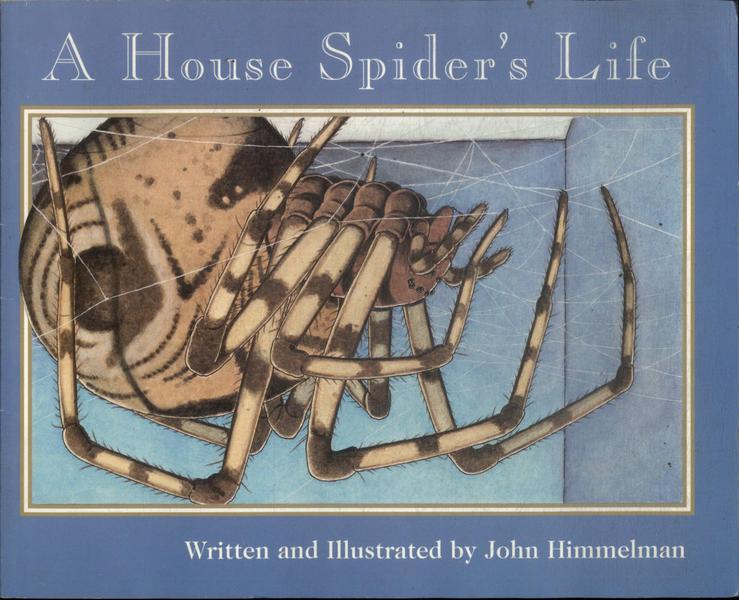 A House Spider's Life