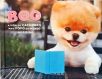 Boo - A Vida Do Cachorro Mais Fofo Do Mundo