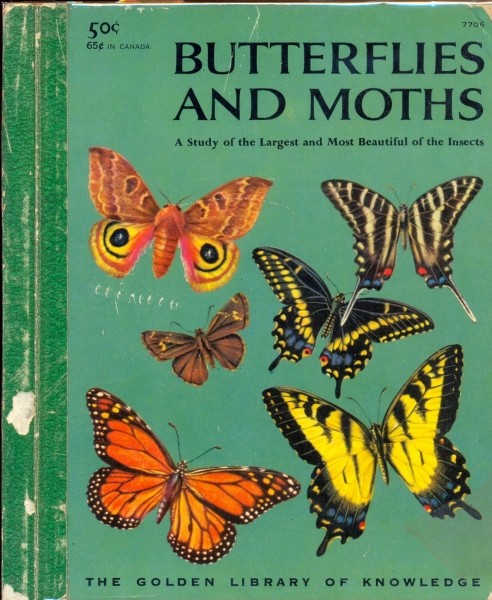 Butterflies and Moths - A Study of Largest and Most Beautiful of the Insects