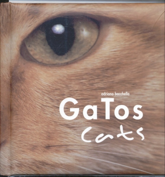 Gatos - Cats